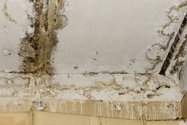 Best Attic Mold Removal  in Nixon, TX